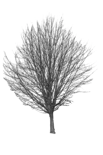 Bergahorn