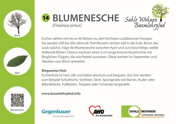 NoEnergyBaumlehrpfadHaan_Blumenesche