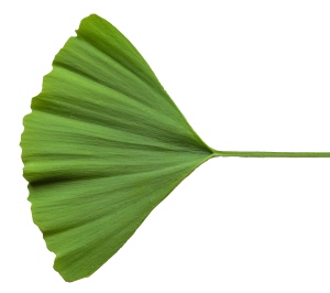 Ginkgo Blatt