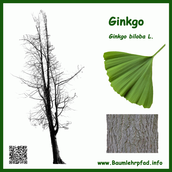 NoEnergy Baumschild Ginkgo