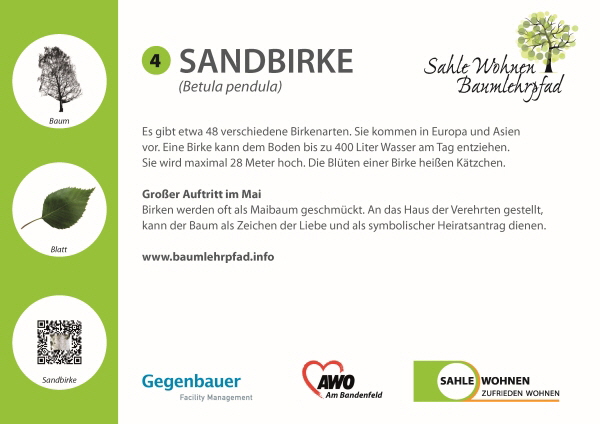 NoEnergyBaumlehrpfadHaan_Sandbirke