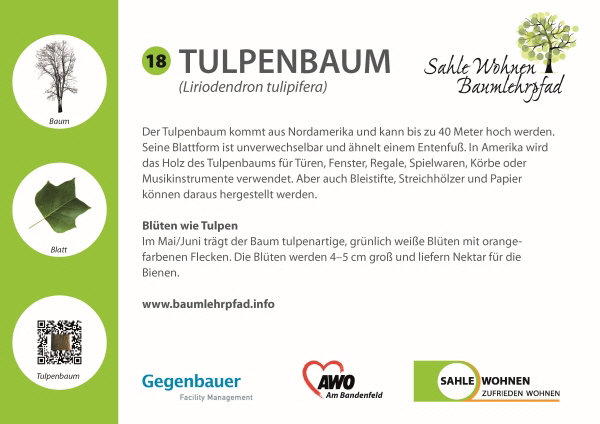 NoEnergyBaumlehrpfadHaan_Tulpenbaum