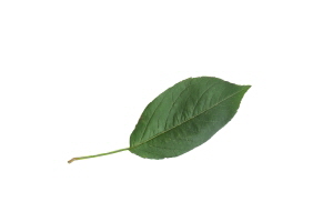 Zierapfel Blatt